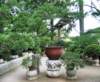 bonsai_small.jpg