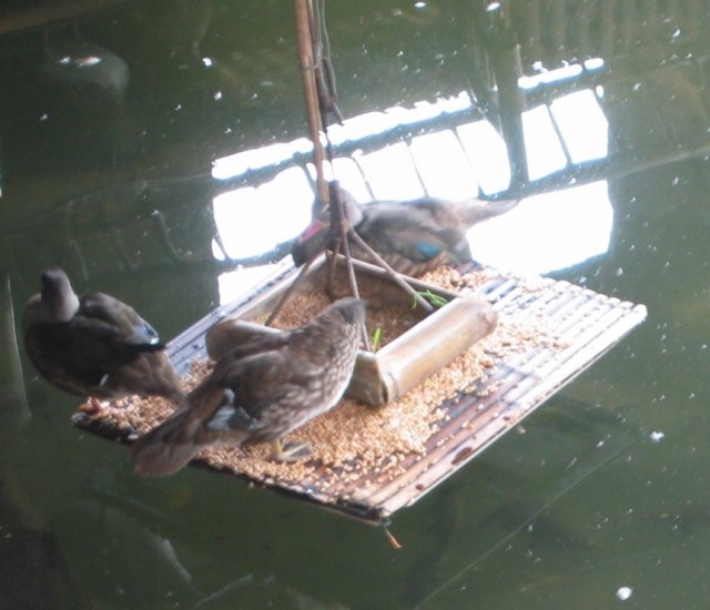 ducks.jpg