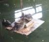 ducks_small.jpg