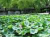 humbleadministratorsgarden4_small.jpg