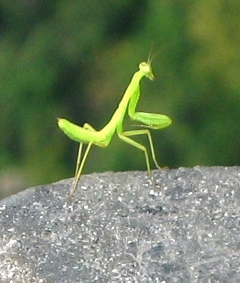 praying_mantis_1.jpg