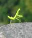 praying_mantis_1_small.jpg
