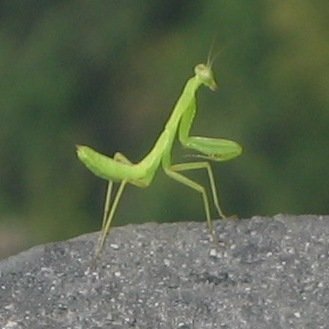 prayingmantis.jpg