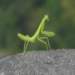 prayingmantis_small.jpg