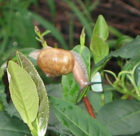 snailontealeaves.jpg