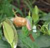 snailontealeaves_small.jpg