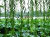 west_lake_1_small.jpg