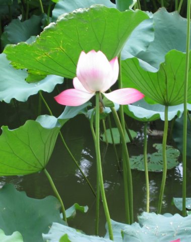 lotusfloweronwestlake.jpg