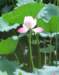 lotusfloweronwestlake_small.jpg