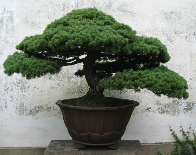 bonsai.jpg