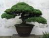 bonsai_small.jpg