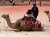 bedouinsandtheircamels_small.jpg
