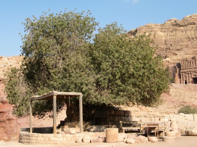 pistachiotree.jpg