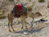 camel_small.jpg