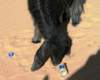 goat2_small.jpg