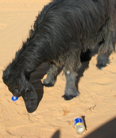 goat3.jpg