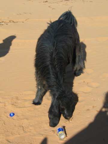 goat4.jpg