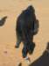 goat4_small.jpg
