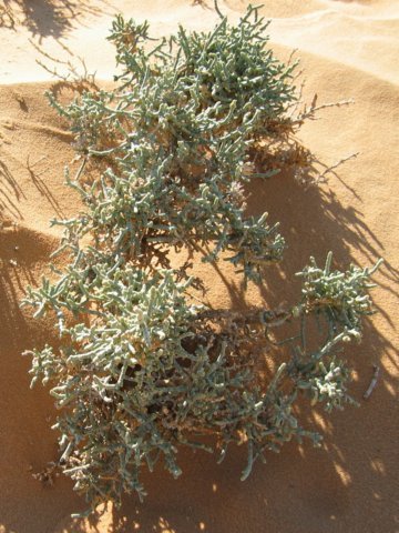 shrubbery.jpg