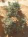 shrubbery_small.jpg