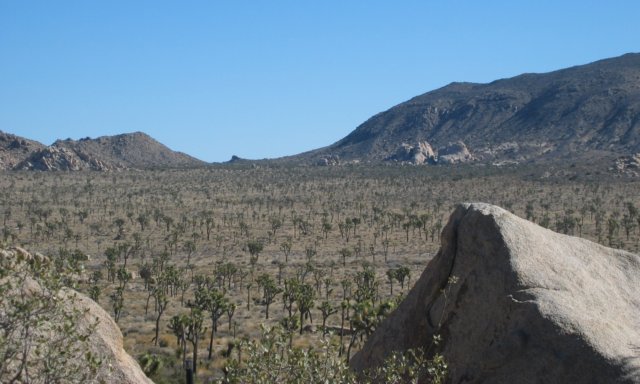 aforestofjoshuatrees.jpg