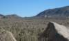 aforestofjoshuatrees_small.jpg