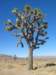 ajoshuatree_small.jpg
