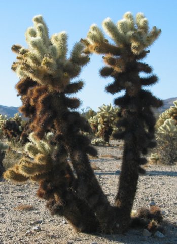 cactus.jpg