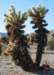 cactus_small.jpg