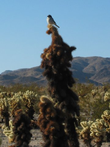 cactusandwren.jpg