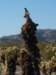 cactusandwren_small.jpg