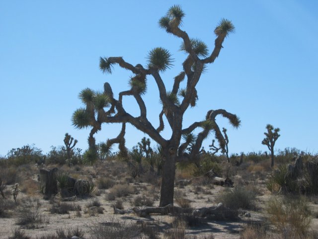 joshuatree.jpg