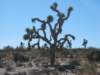 joshuatree_small.jpg