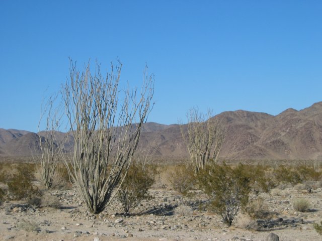 joshuatreenationalpark.jpg