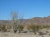 joshuatreenationalpark_small.jpg