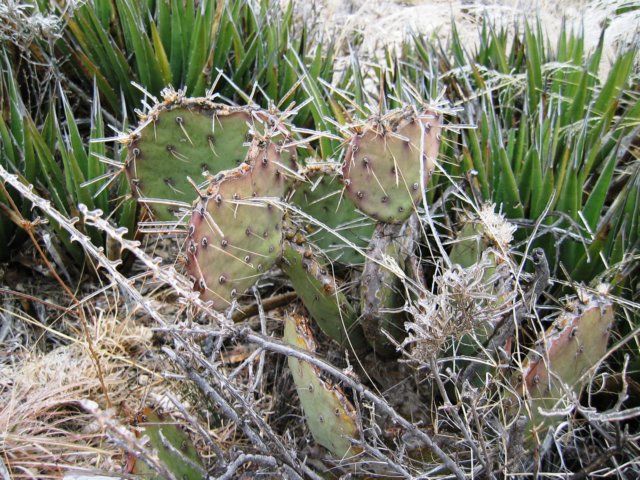 cactuswithice.jpg