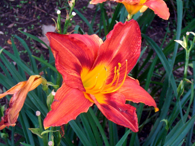 flower, samsara gardens