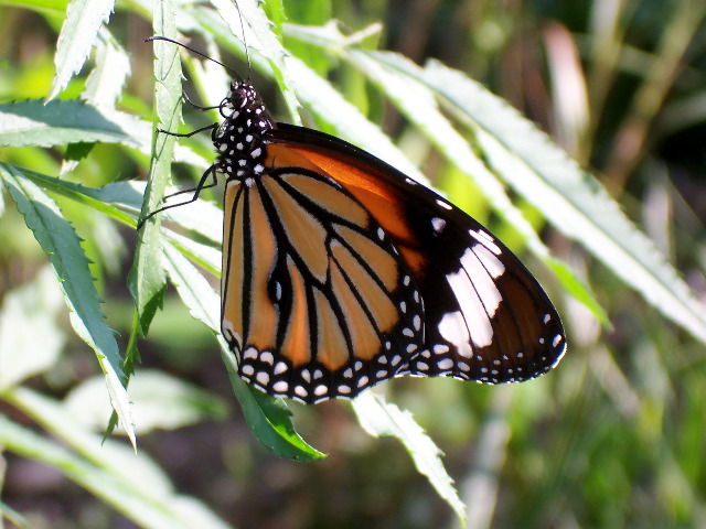 butterfly closeup copy