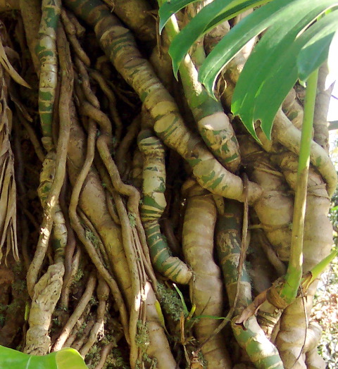 tree detail