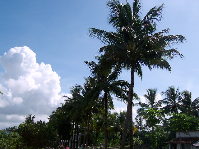 the palm trees at Shanti Dan