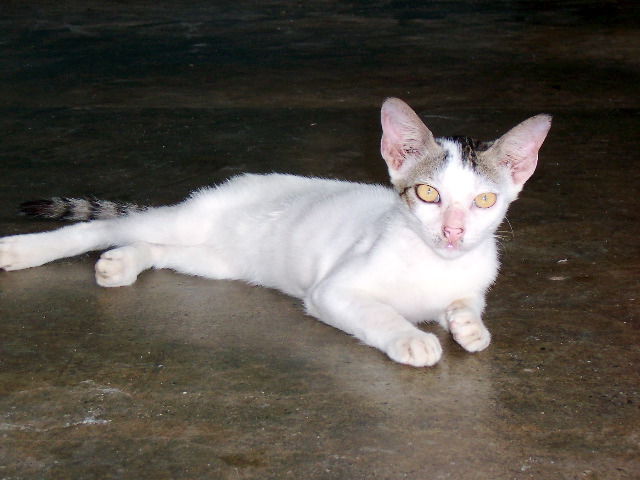 Billy the cat