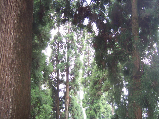 Darjeeling trees
