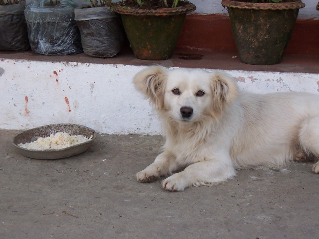 Darjeeling dog
