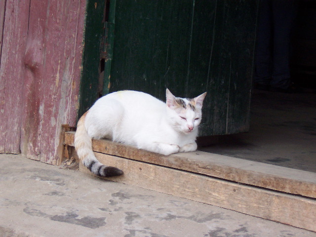tibetan refugee cat