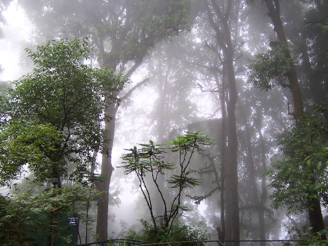 fog, darjeeling zoo