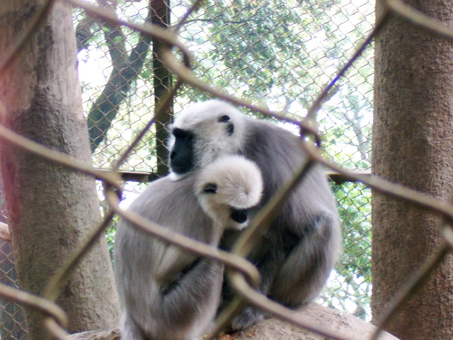 monkeys