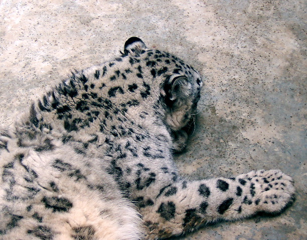 white tiger
