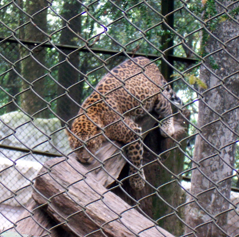 another leopard