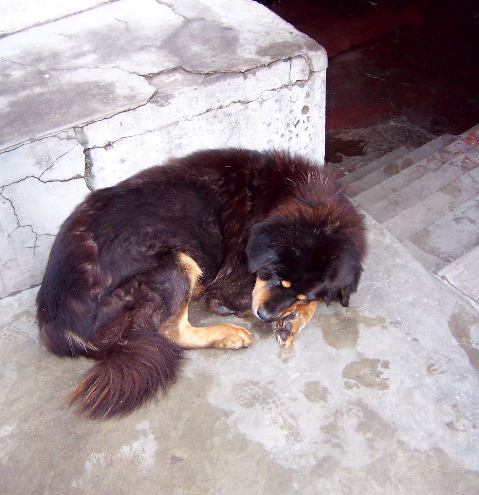 monastery dog
