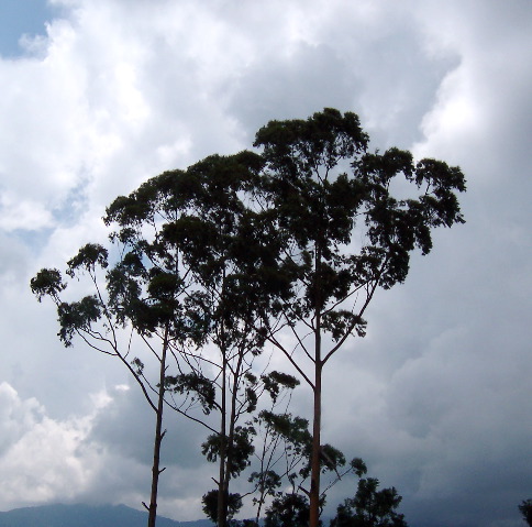 trees in Gangtok